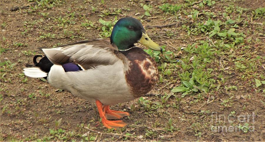 Duck Photograph - Mallard Duck Male    Portrait           May            Indiana by Rory Cubel