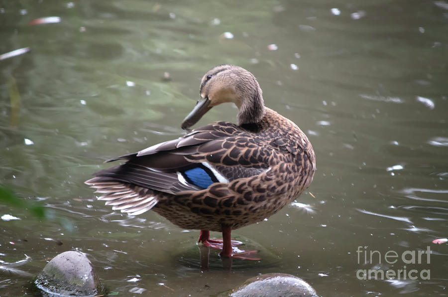 Mallard Duck Photograph by Michelle Meenawong