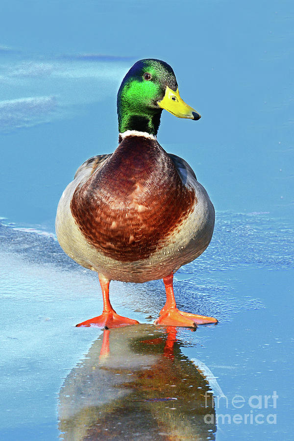 Mallard Duck on Frozen Pond  Photograph by Regina Geoghan