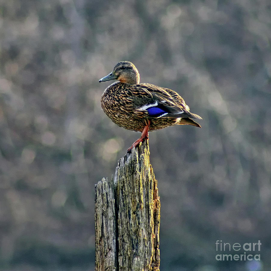 Mallard Duck on Tree Stump Photograph by Karen Adams
