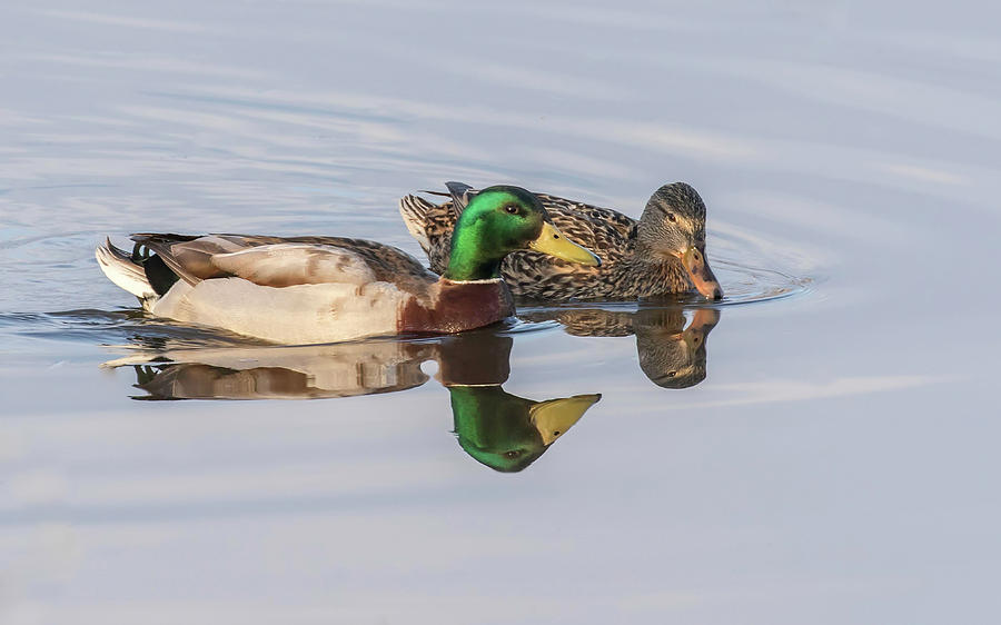 Mallard Duck Pair Photograph by Dee Carpenter