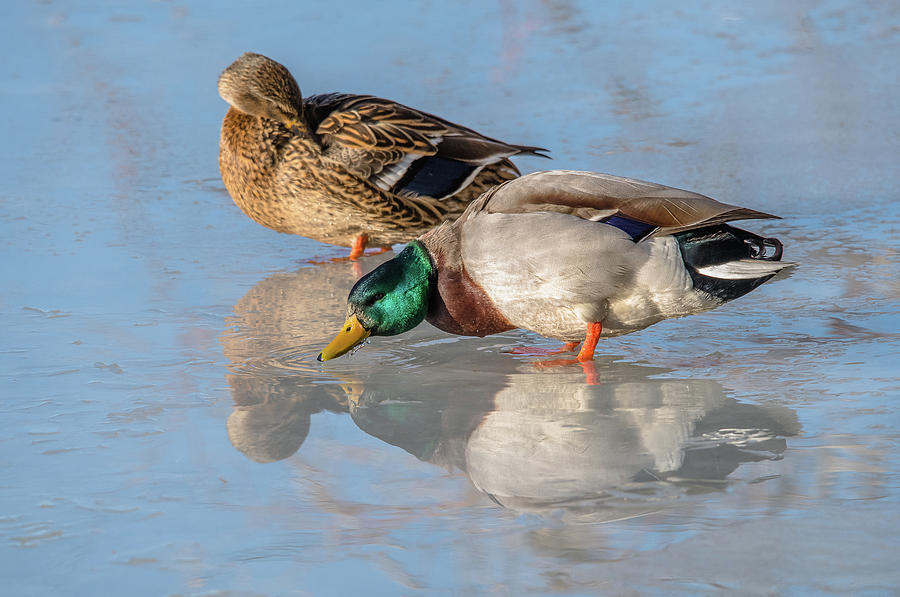 Mallard Duck Pair In Winter Photograph by Yeates Photography
