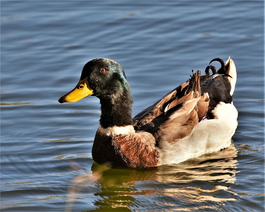 Mallard Duck Posing Photograph by Kim Bemis