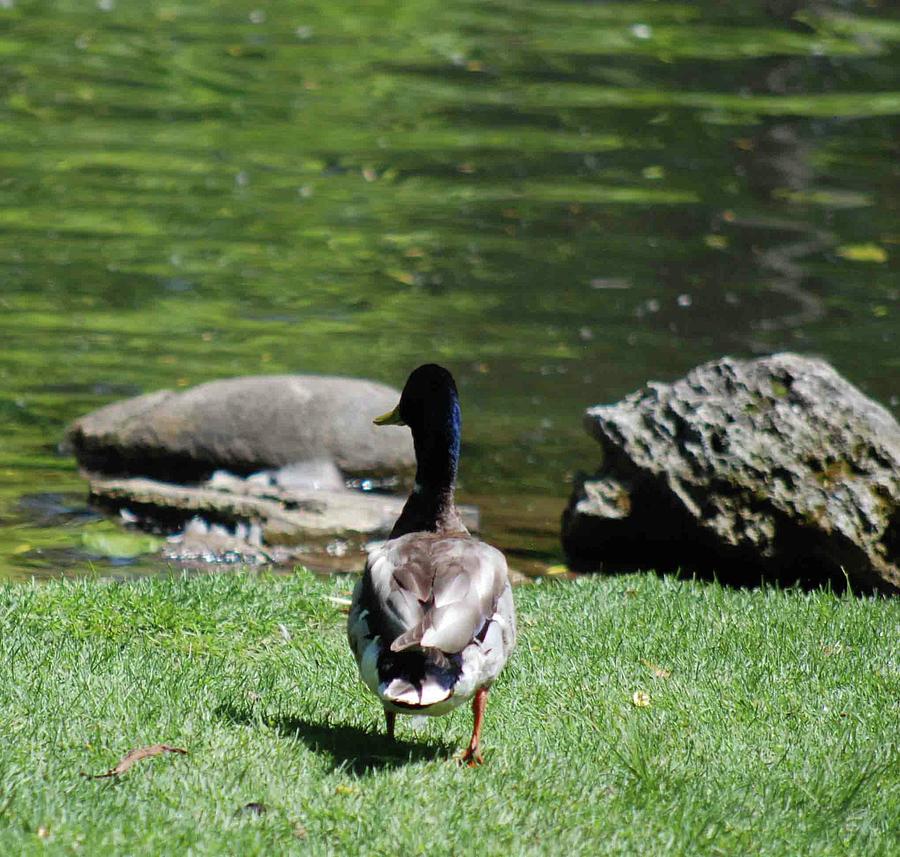Mallard Duck Reflection Photograph