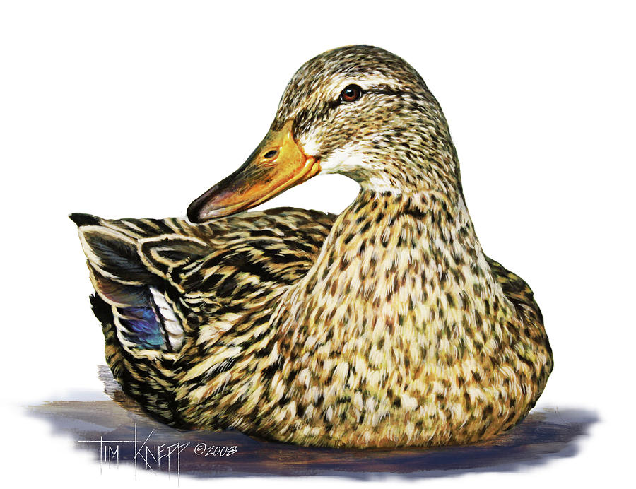 Duck Painting - Mallard Duck by Tim Knepp