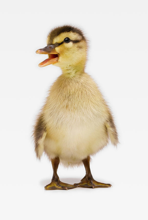 Mallard Duckling Anas Platyrhynchos Photograph by Don Farrall