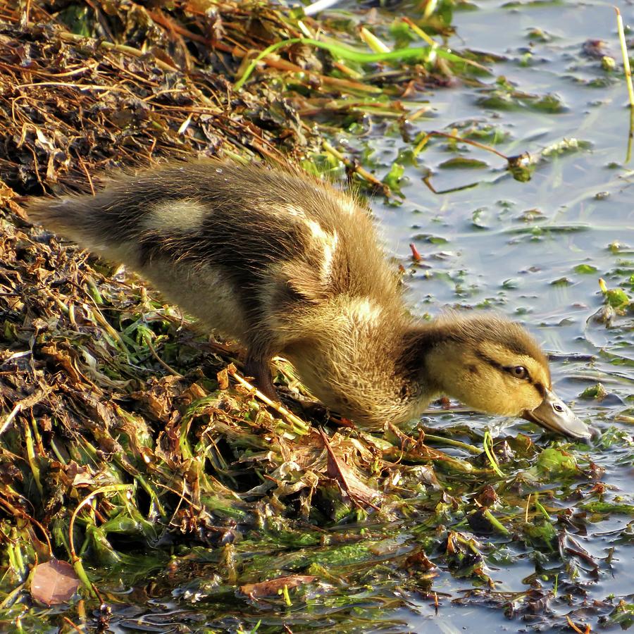Mallard Duckling Photograph by Connor Beekman