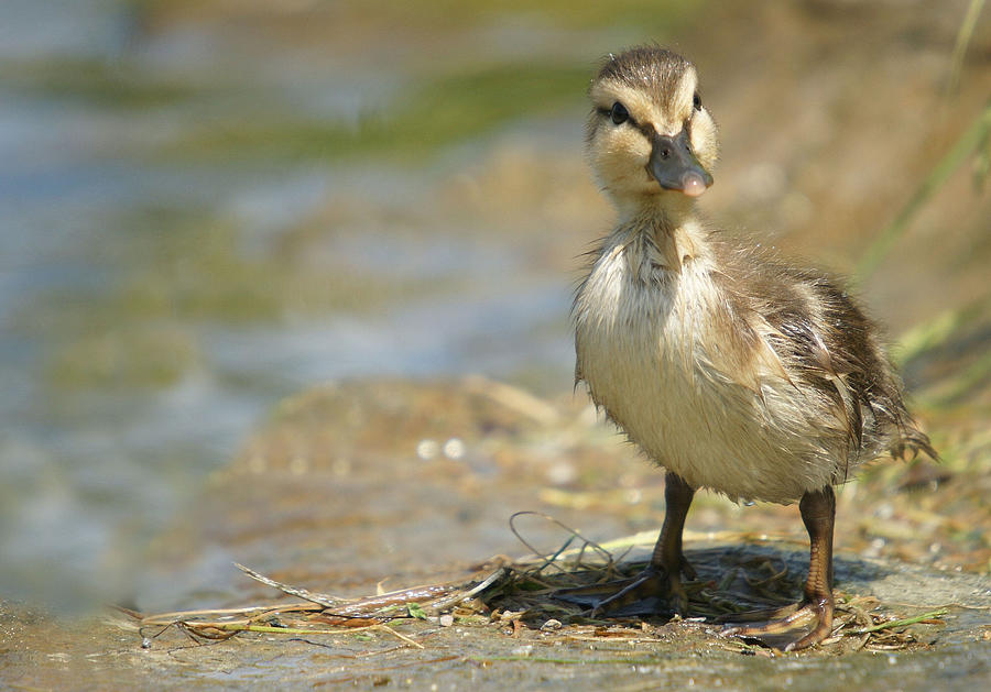 Mallard Duckling Photograph by Corinne Lamontagne