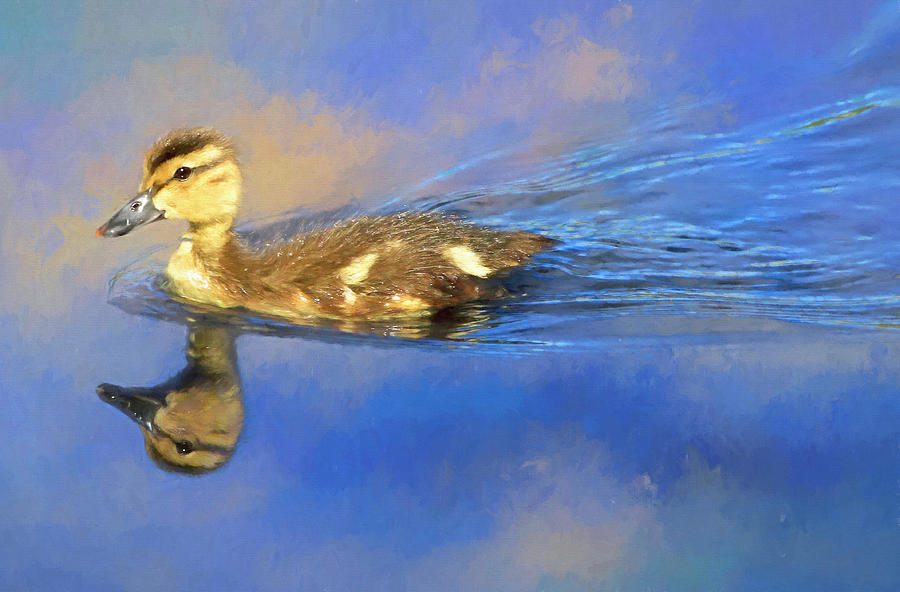 Bird Photograph - Mallard Duckling by Donna Kennedy