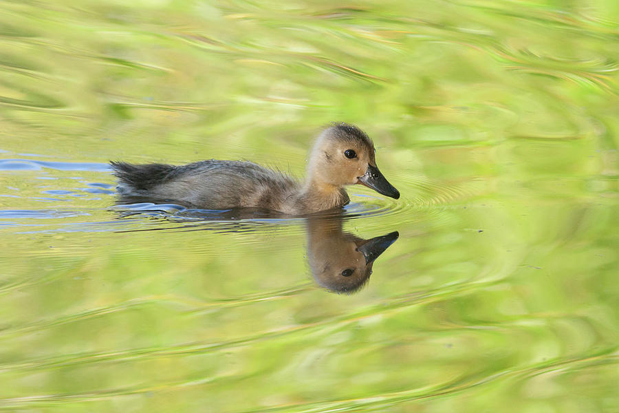 Mallard Duckling Swimming Photograph by Suzi Eszterhas