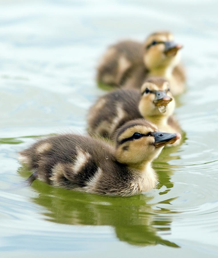 Duck Photograph - Mallard Ducklings by Mark Klotz