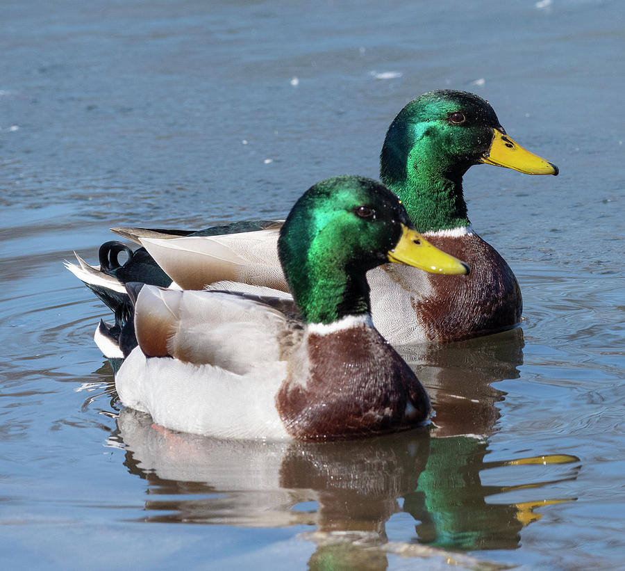 mallard duck scientific name        
        <figure class=