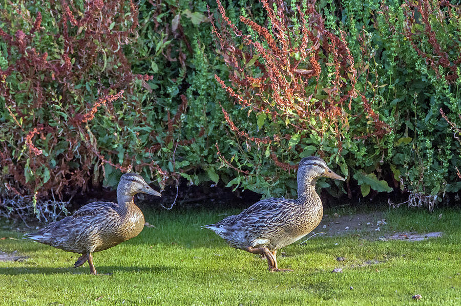 Mallard Ducks 6182-061219 Photograph by Tam Ryan