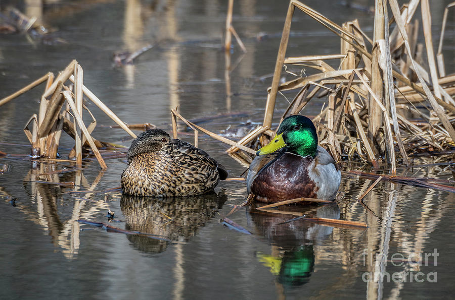 Mallard Ducks Photograph by Alan Schroeder