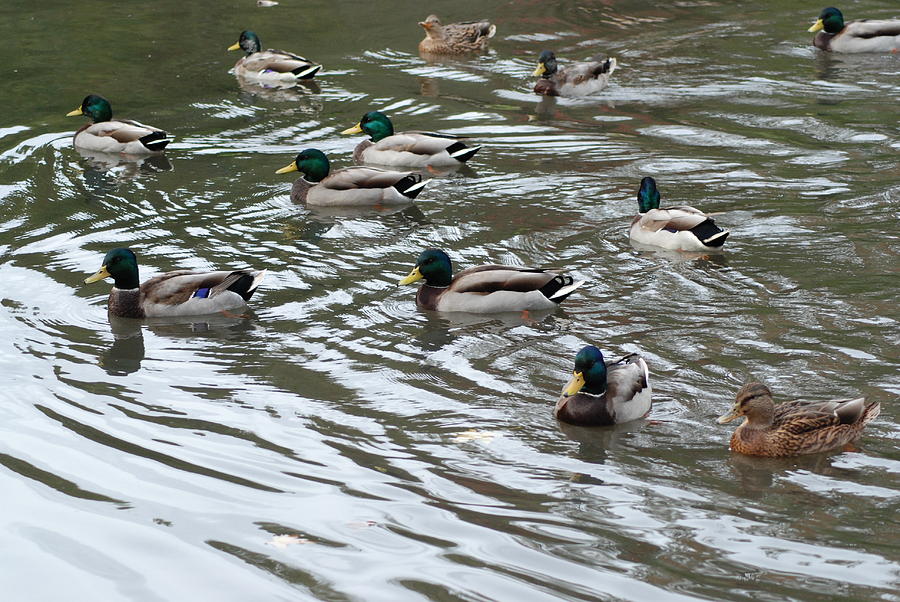 Mallard Ducks On Top Of Life Photograph by Ee Photography