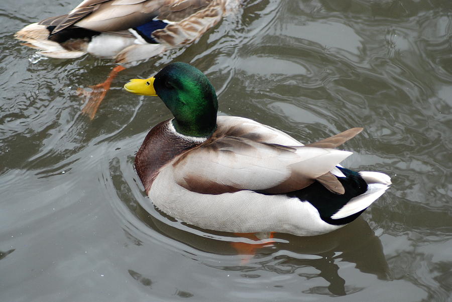 Mallard Ducks In A Splash Photograph by Ee Photography