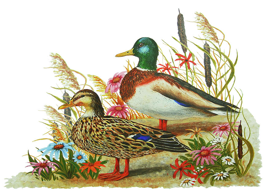 Mallard Ducks Painting by Monica LaTanya | Fine Art America