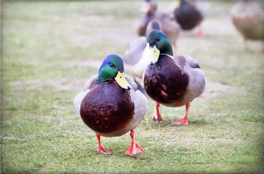Mallard Ducks Taking Stroll Photograph by Carmen Brown Photography