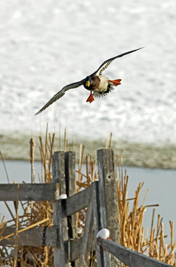 Duck Photograph - Mallard Flight 2629  Anas Platyrhynchos  by Michael Trewet