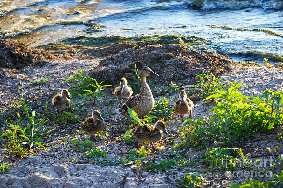 Mallard Hen And Her Ducklings Photograph