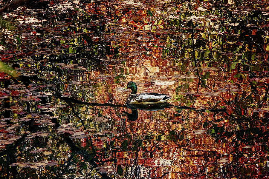 Mallard in a brilliant pond Photograph by Cordia Murphy
