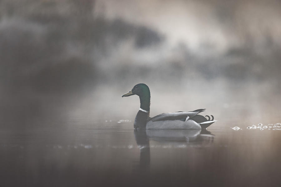 Mallard In Early Morning Mist Photograph by Magnus Renmyr