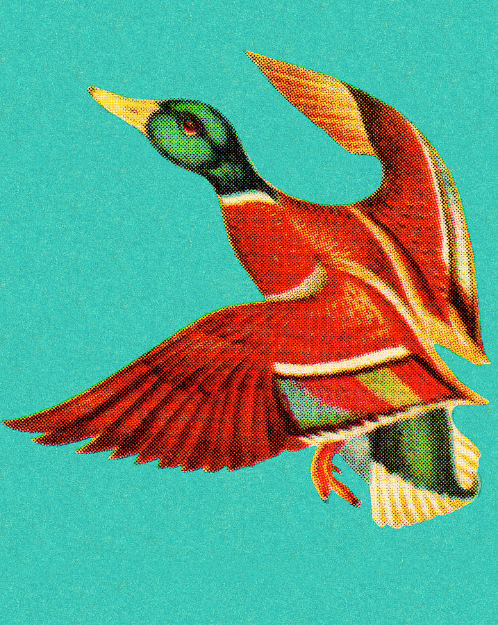 Mallard in Flight Drawing by CSA Images Mallard in Flight Drawing by CSA Images