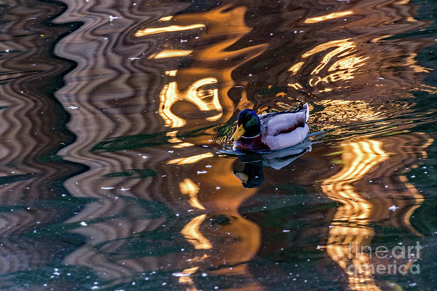 Mallard in Reflections Photograph by Kate Brown