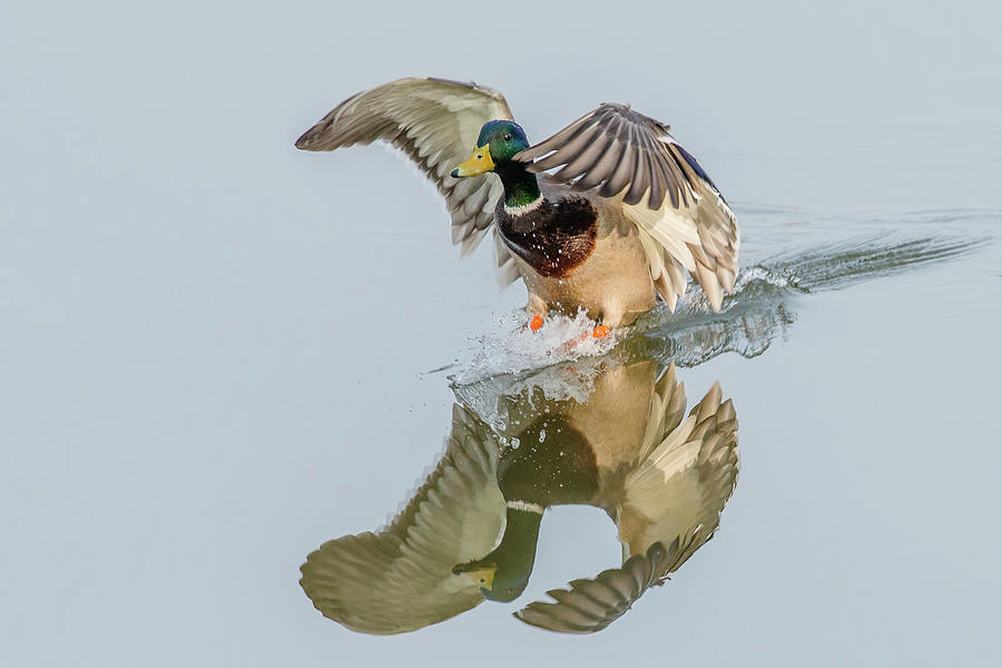 Duck Photograph - Mallard Landing by Morris Finkelstein
