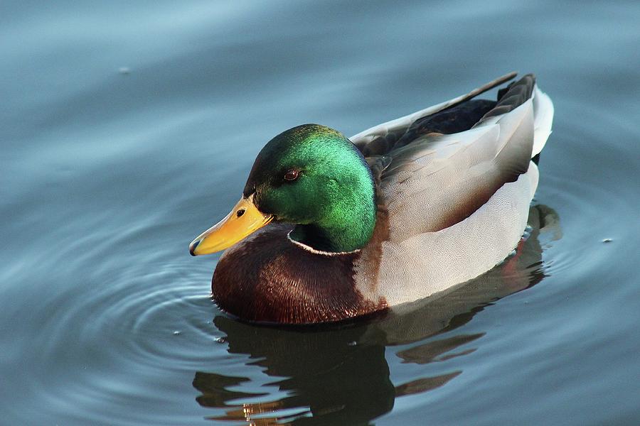 Mallard Photograph by Larry Kniskern | Fine Art America