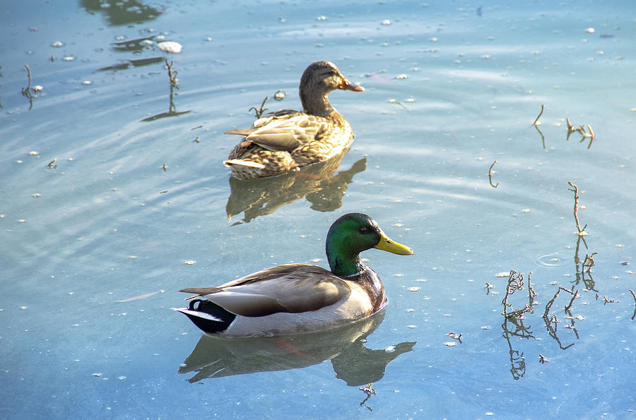 Mallard Mates Photograph by Amy Sorvillo - Fine Art America