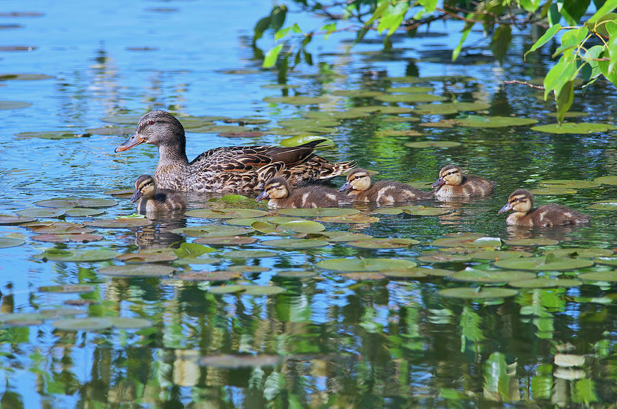 Feather Photograph - Mallard Mom and the Kids by Sharon Talson