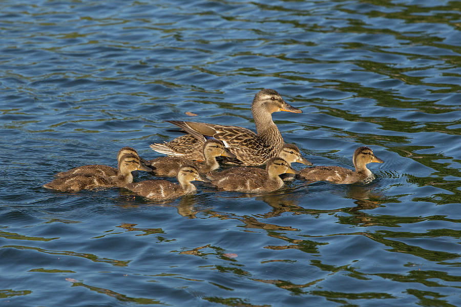 Mallard Mother And Ducklings Photograph by Suzi Eszterhas - Pixels