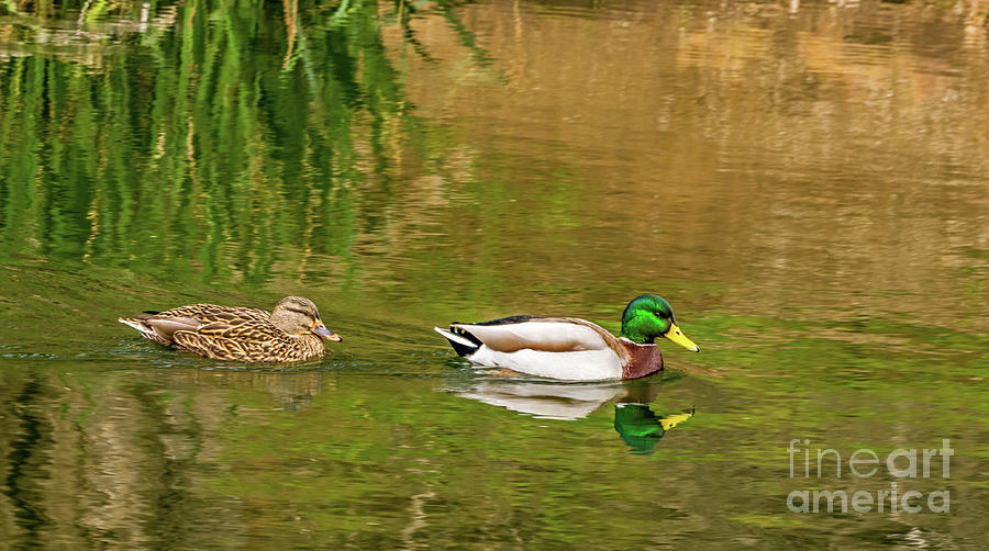 Mallard Pair II Photograph by Kate Brown