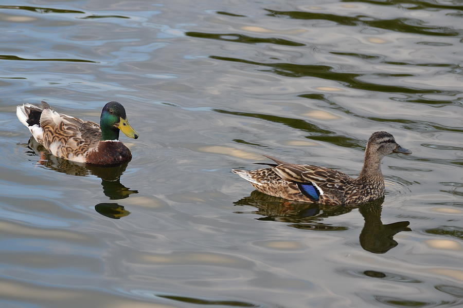 Mallard Pair Photograph by Stephen Adgate | Fine Art America