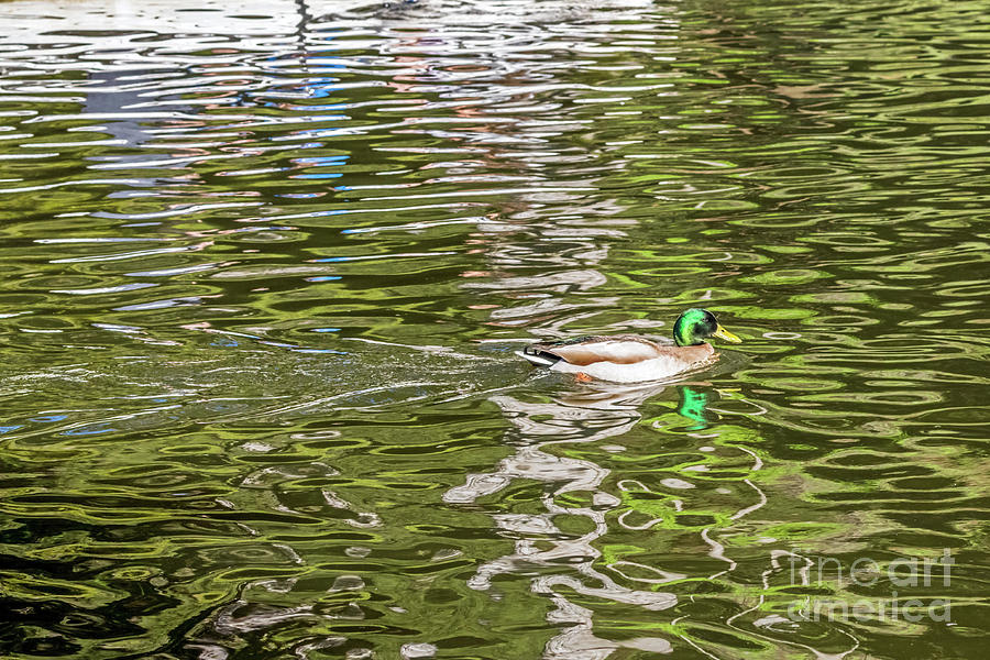 Mallard Reflected with Boat Photograph by Kate Brown