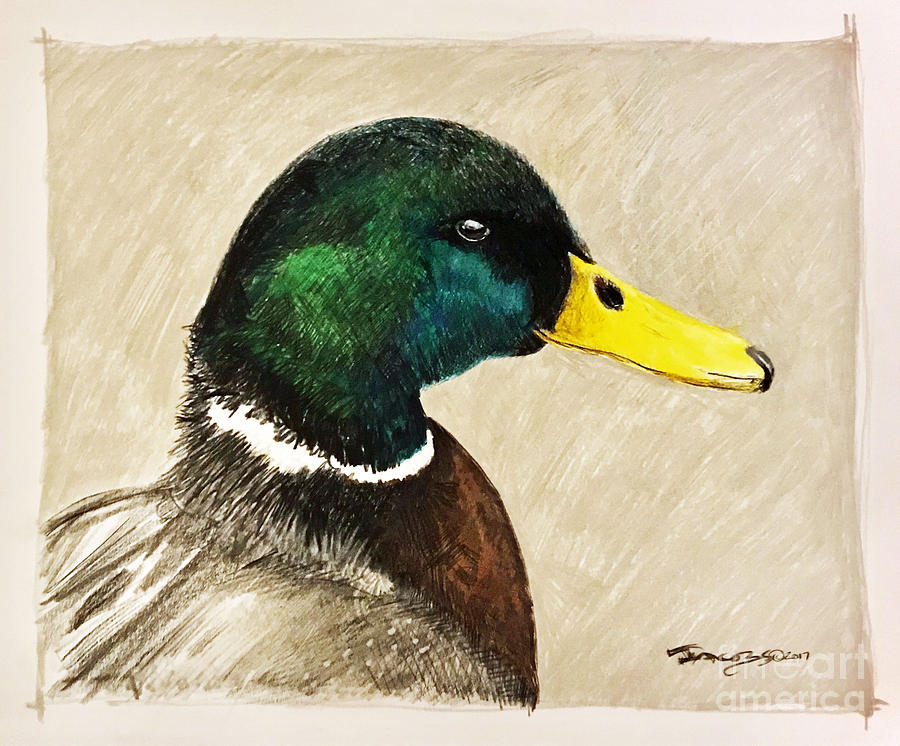 Duck Drawing - Mallard Study by Kevin Scott Jacobs