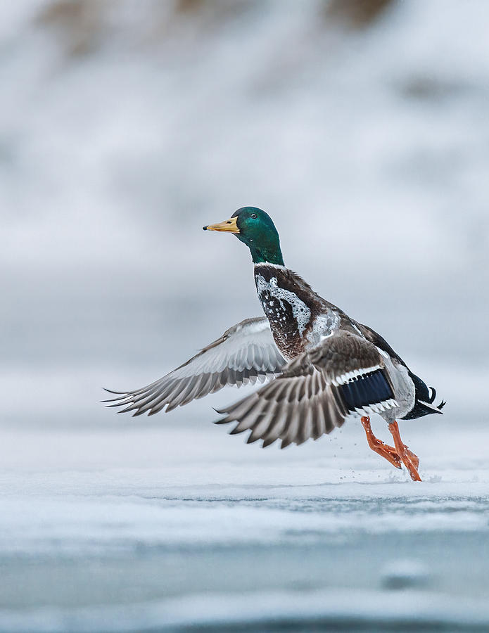Duck Photograph - Mallard Taking Off by Magnus Renmyr