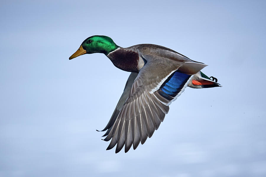 Duck Photograph - Mallard winging it by Paul Freidlund