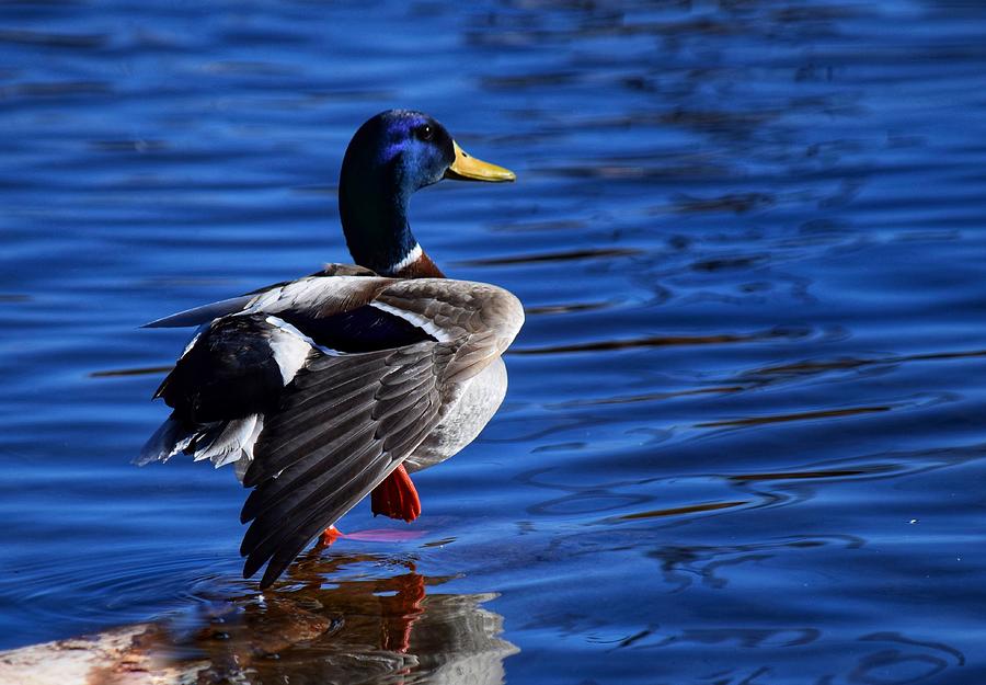 Duck Photograph - Perching Mallard by Dana Hardy