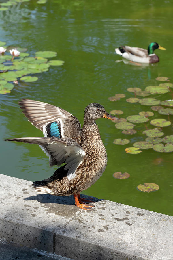 Mallards at Lily Pond by Dawn Cavalieri Mallards at Lily Pond by Dawn Cavalieri