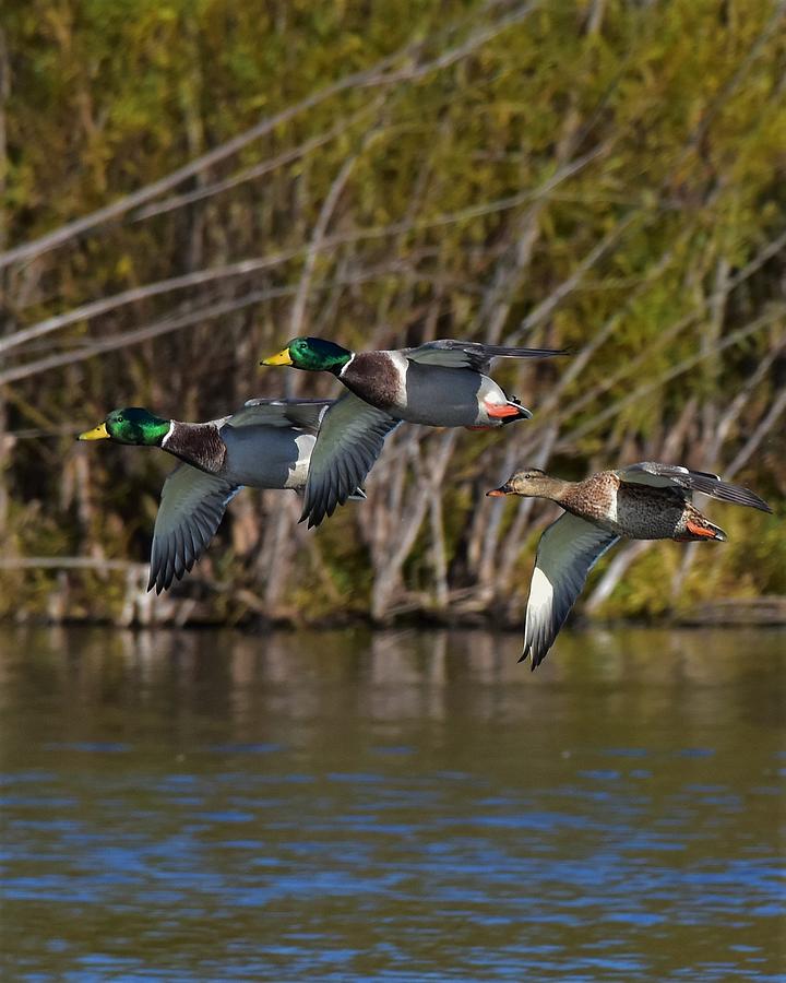 Mallards flying by Photograph by Dwight Eddington - Fine Art America