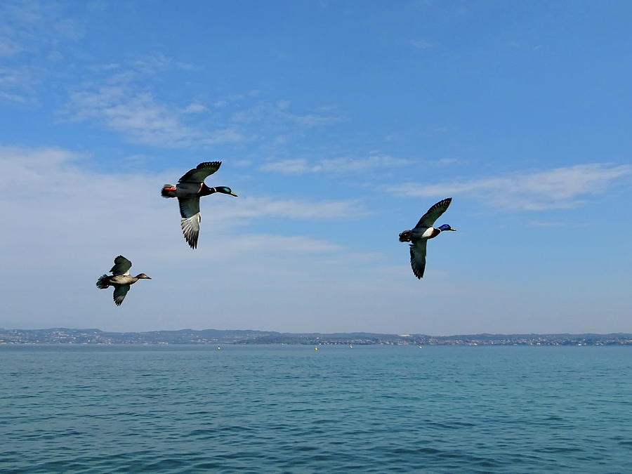 Mallards Flying Photograph by Lyuba Filatova