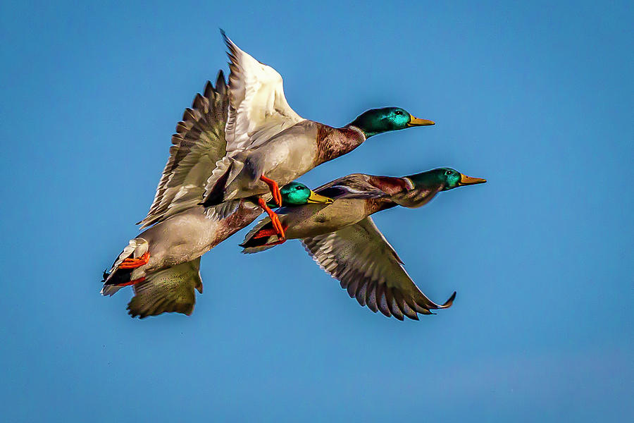 Mallards in Flight Photograph by David Wagenblatt
