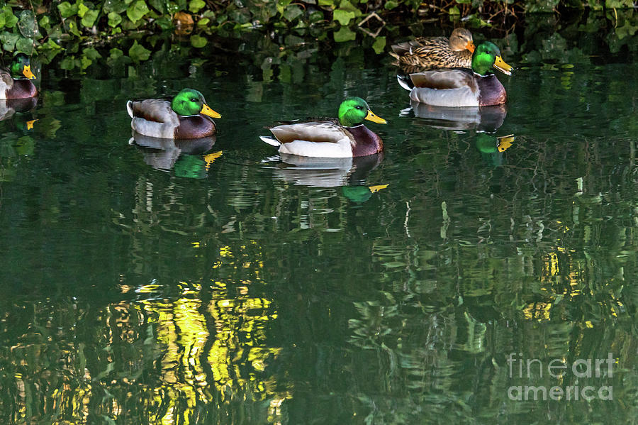Mallards in the Shadows Photograph by Kate Brown