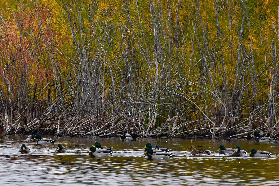 Mallards on an Autumn lake Photograph by Dwight Eddington - Pixels