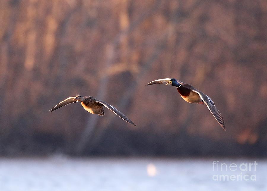 Duck Photograph - Mallards by Robert Pearson