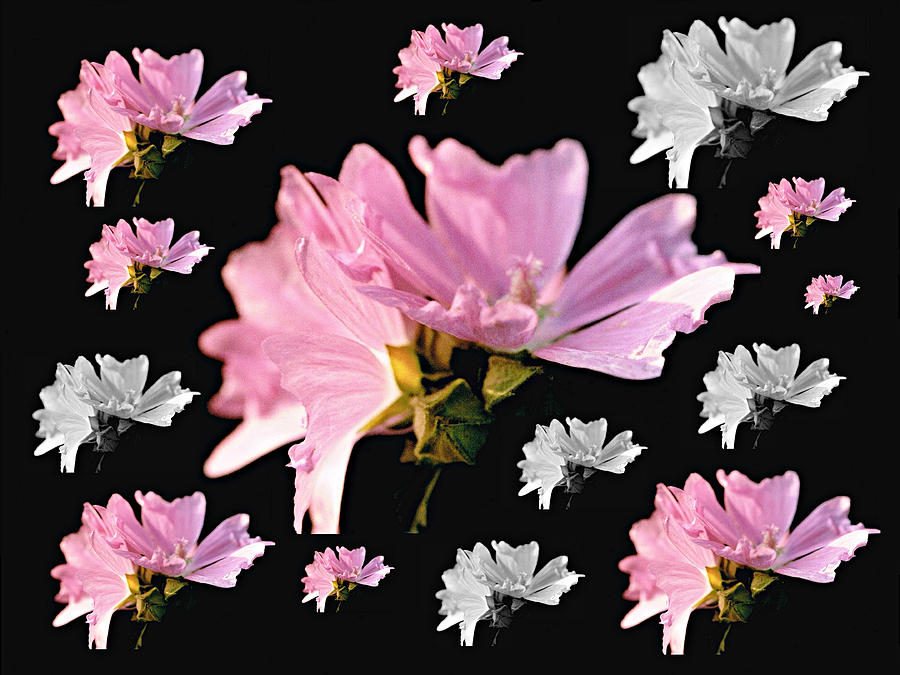 Mallow Bouquet Digital Collage Photograph by Mike McBrayer