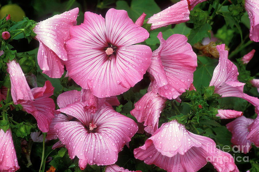 Mallow (lavatera Trimestris silver Cup) Photograph by Science Photo Library Mallow (lavatera Trimestris silver Cup) Photograph by Science Photo Library