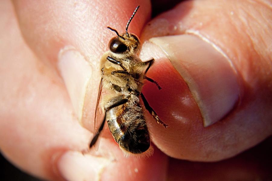 Malta, Drone, A Male Honey Bee Digital Art by Massimo Ripani